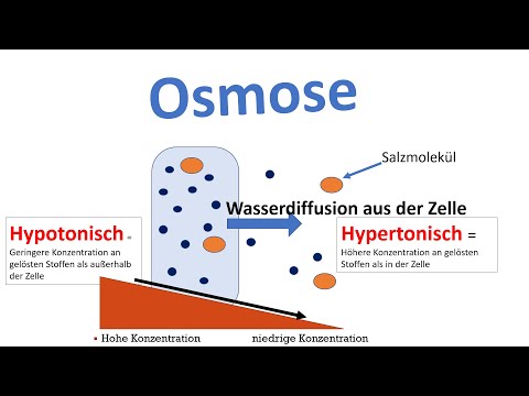Osmosis [Biology, Advanced Level] - Passive transport of substances (through the biomembrane) 2/2