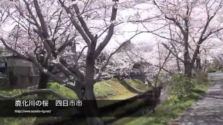 preview picture of video '鹿化川の桜　三重県四日市市　2011年4月10日：自転車で撮影'