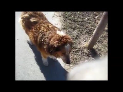 19 3 2016 iwikuggios  O  ´ dorf  -  Spielmannsau  -  Hirschsprung - 6  Stunden per pedes unterwegs