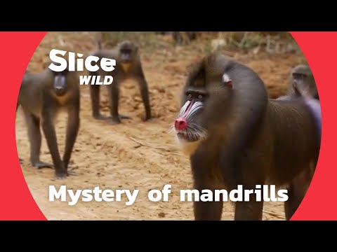Discovering the social behaviour of mandrills | AI