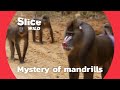 Discovering The Social Behaviour Of Mandrills AI