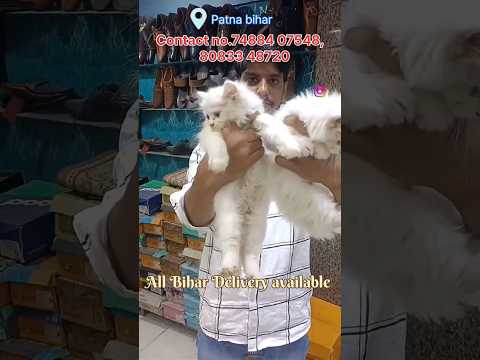 Javed bhai best Persian cat best Dealer #patna bihar Persian cat for sale# pet available for sale