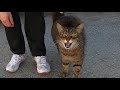 Fastest Meowing Cat Ever Attacks Every Cat That Approach Me