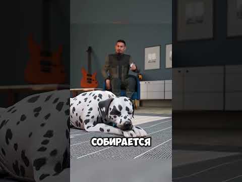 Он пожалел что научил собаку молчать @zackdfilms