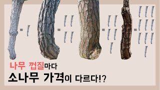 특별한 추석 선물. 재테크도 되는 소나무! (껍질,수피마다 가격이 다른 소나무!?)