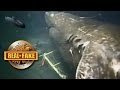 MEGALODON Caught On Camera Real Or Fake