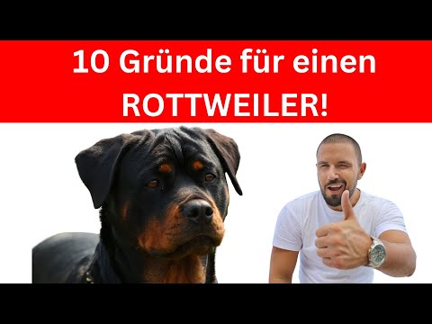 Die 10 wichtigsten Gründe für einen Rottweiler 🐶