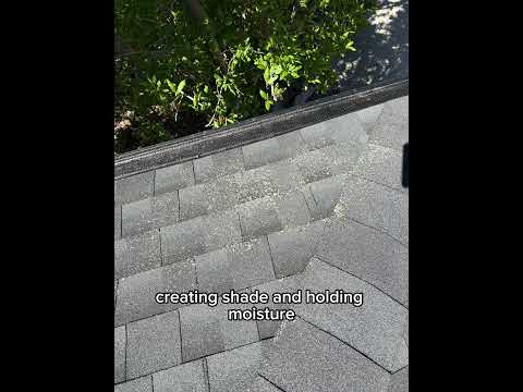 What Algae on Your Roof Really Means (Easy Fix)