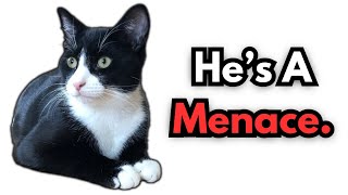 Where Did Maxwell The Cat Come From