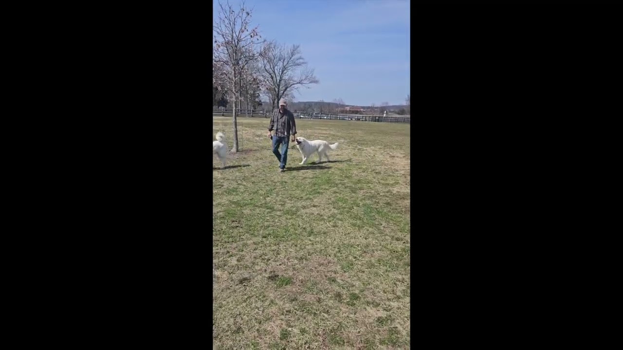 Enlarge Gus in NJ - Devoted Guardian Angel!, a ADOPTABLE Great Pyrenees in Hillsborough, NJ video 3/4