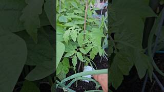 Great Update!! 🍅🍅 #singleseedchallenge2026 || DHBG #garden #houstonarea #gardening #tomato