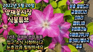 양재꽃시장 식물튜브 [야생화,1년초,관엽 2022년 5월 20일 입고영상 시청 하시면서 힐링하세요~~] #양…