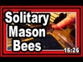 Solitary Mason Bees - Wisconsin Garden Video Blog 576 Solitary Mason Bees - Wisconsin Garden Video Blog 576