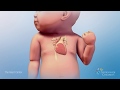 Beating Heart Animation: How a Normal Heart Works