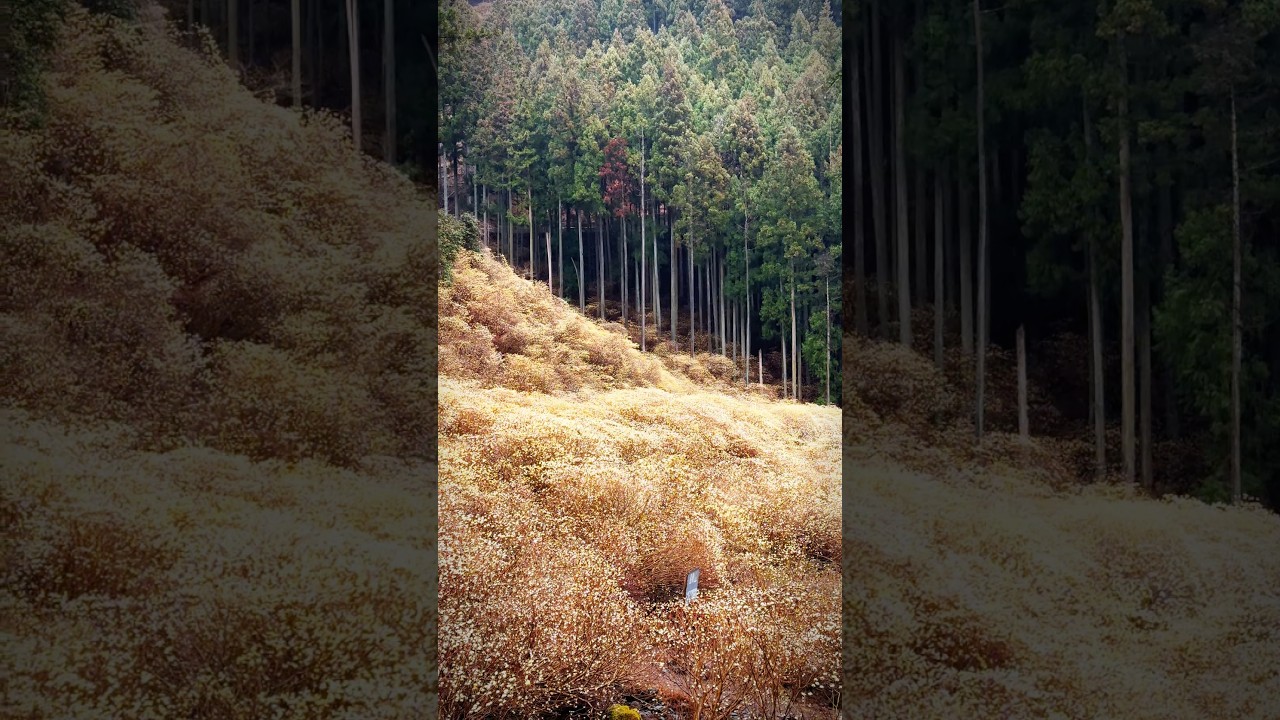 【撮影:Kazuma】2カットで撮影しました！#撮影方法 #スマホカメラ #rkphoto #iphone撮影