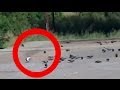 Flying ghost hunting pigeon real live footage!!! Rare ...