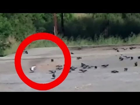Real Life Cam 24 7 - bpobird