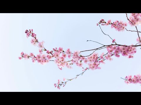 Rovalio - tum na ho ft. Hasham (Official Audio)