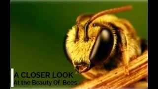 A Close Look at the Beauty of Bees