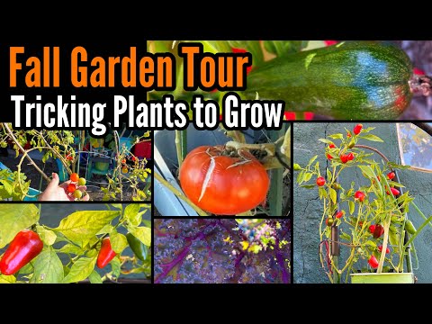 , title : 'How to Grow Fall Garden Tour, Tricking Plant Growth Cucumbers Tomatoes Peppers Container Gardening'