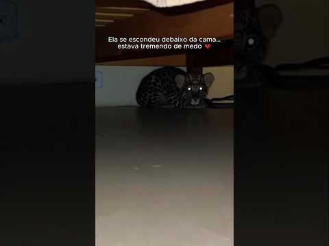 Minha gata adotou uma onça 🥺❤️