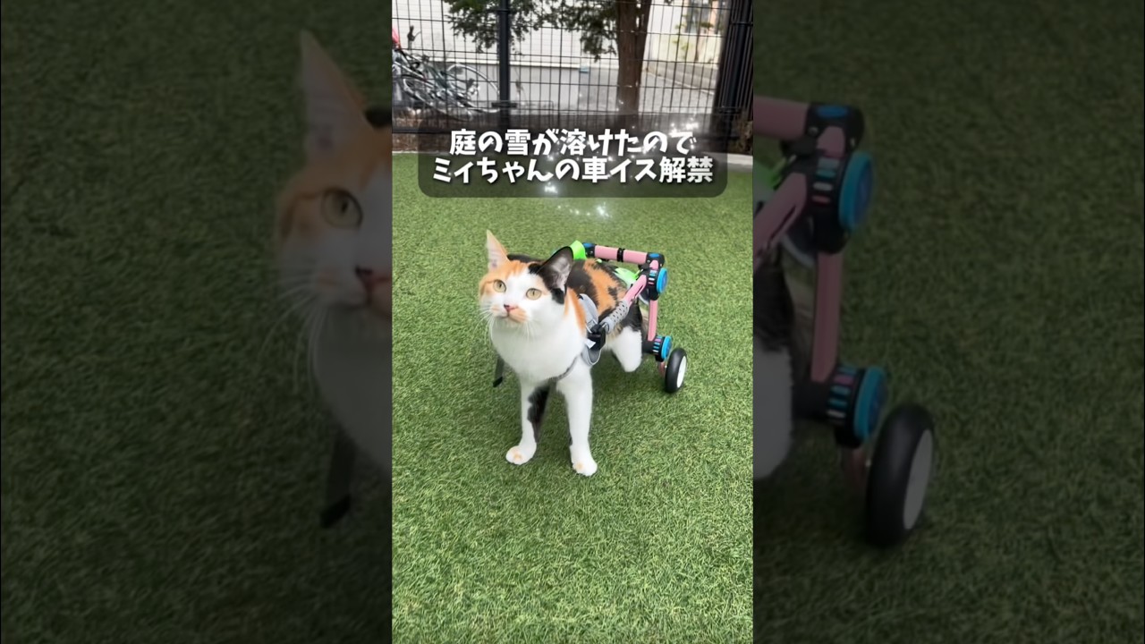 雪が溶けたので車イス解禁😽　#三毛猫 #ハンデキャップはチャームポイント #下半身麻痺猫