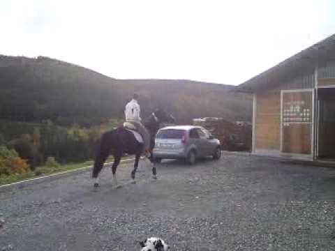 Isch bins der Batman aufm Pferd