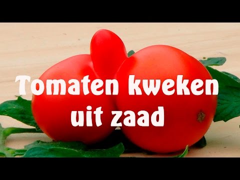 , title : 'Tomaten kweken uit zaad'