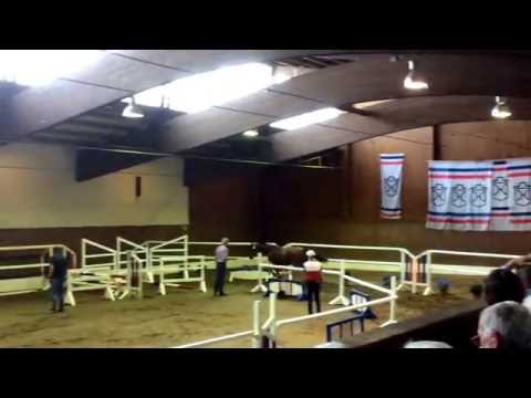 Cascatero Stallion by Cascadello( Hunter)