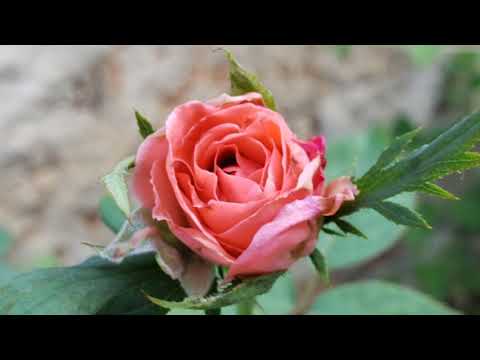 Rancho Das Flores video