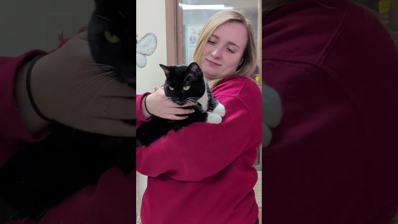 Enlarge Mittens, a ADOPTABLE Domestic Short Hair in Aurora, IL video 4/4