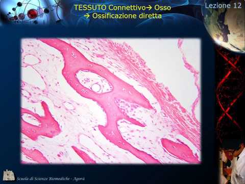 Istologia - Lezione 12: Osso pt. 3