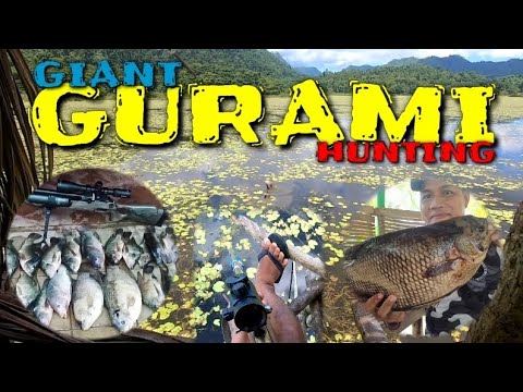 AIR GUN HUNTING WITH (HARABAS) GIANT GURAMI AND JUMBO TILAPYA