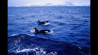preview picture of video 'ORCA NORWAY EXPEDITION 2019'
