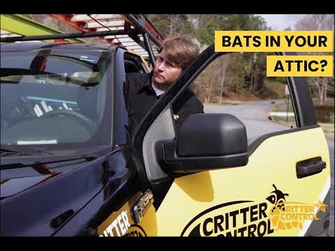 Critter Control - Bat Removal