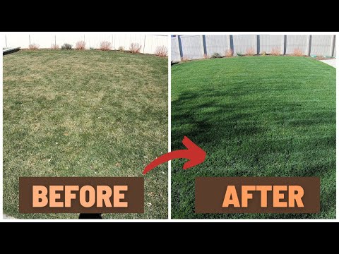 3 Lawn Tricks to Make Your Yard the Envy of the Neighborhood!