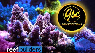Ultimate Acropora & Rare Invert Showcase At Golden State Corals