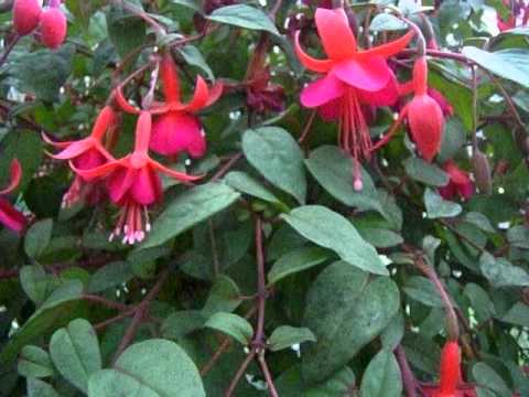 植物についたコナジラミを駆除するにはどうすればよいですか?どの植物が最も影響を受けますか?  庭園