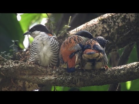 Kutia himalájska (Cutia nipalensis) — video o speve a chove