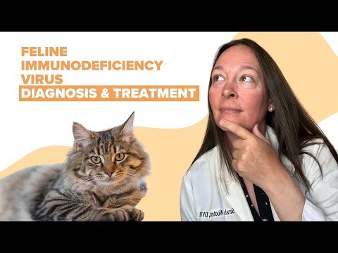 Felines Immundefizienzvirus | Symptome, Ursachen, Diagnose und Behandlung