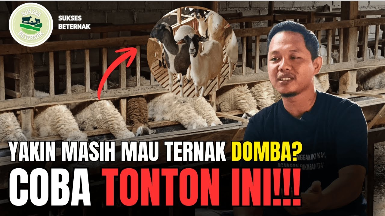 STRATEGI BREEDING DALAM BETERNAK DOMBA | MITRA DOMBA PRINGSEWU | AZ FARM ADILUWIH