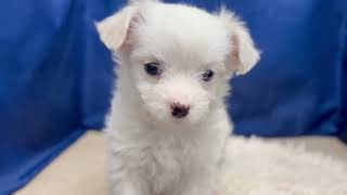 ハーフ犬の動画01