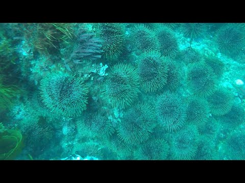 soothing kina sessions