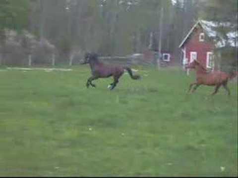 Mogårdens Ramzes och Månsamålas My Treasure Love 2008