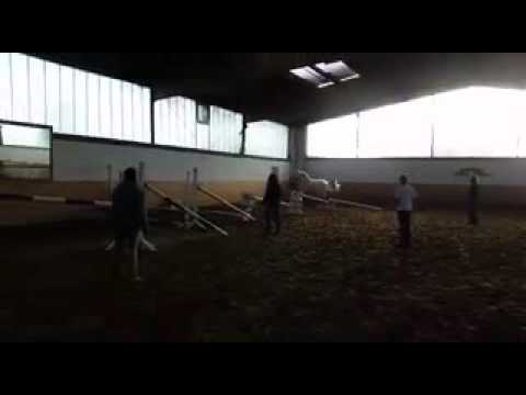 Frei springen mit unserem Pferd celine