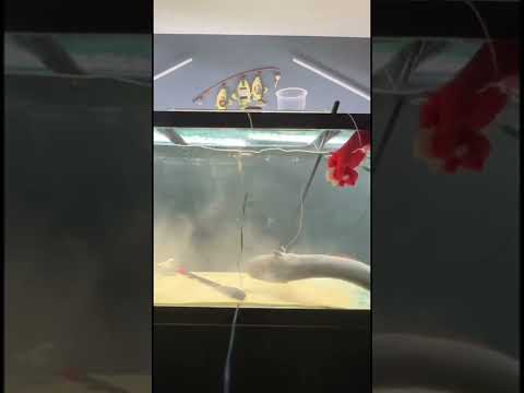 Electric Eel Attacks!