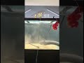 Electric Eel Attacks!