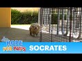 Dog Rescue: Socrates. Hope For Paws & Bill ...