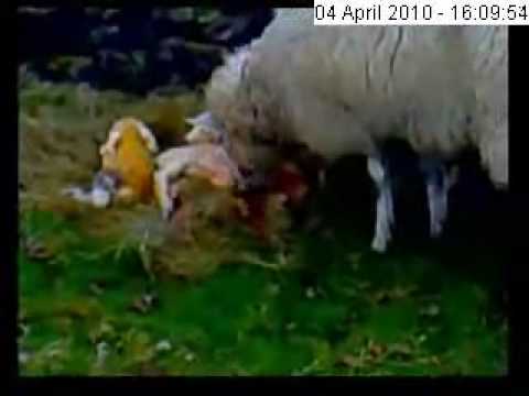 Live Lamb Birth