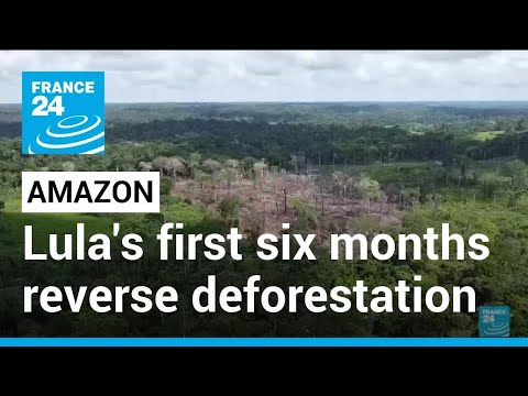 Lula's first six months reverse Amazon deforestation trend ...